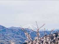  Oboshi Park Sakura – A Fuji-Framed Cherry Blossom Wonderland