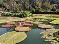 🌿 Botanic Gardens Adventure: Penang’s Green Oasis of Monkeys & Magic!  