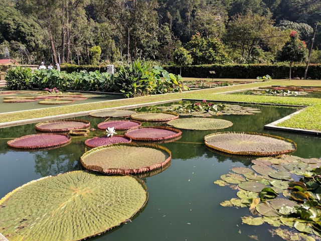 🌿 Botanic Gardens Adventure: Penang’s Green Oasis of Monkeys & Magic!  