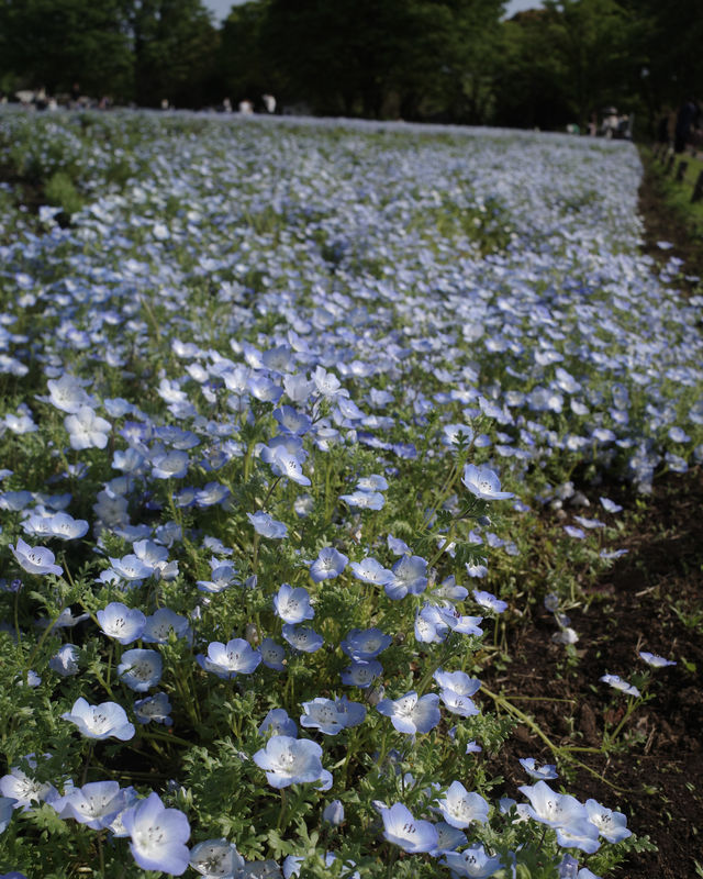 【東京】立川駅から行ける、まるでオランダのような公園🌷