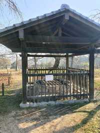 櫻花下修復後的福岡城跡