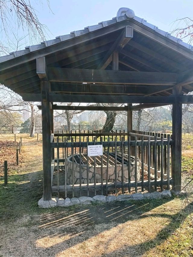 櫻花下修復後的福岡城跡
