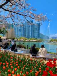 봄은 튤립의 계절 🌷🌷