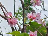 🌸鰂魚涌公園的驚喜🌸