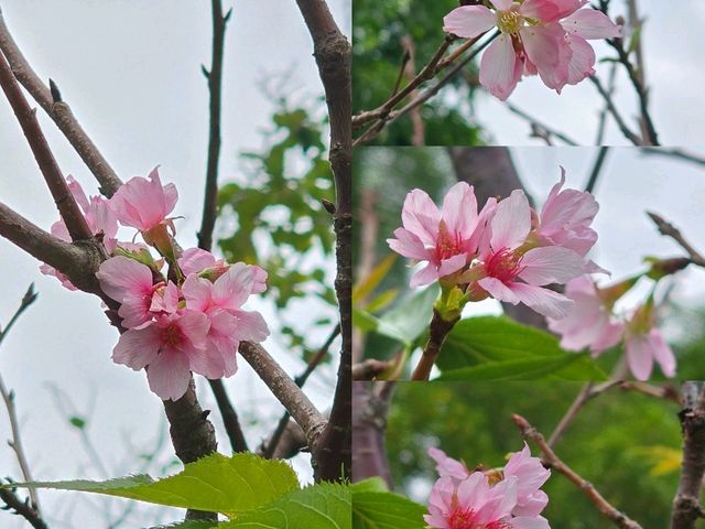 🌸鰂魚涌公園的驚喜🌸