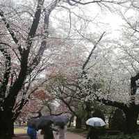 Cherry Blossom Bliss in the Heart of Tokyo