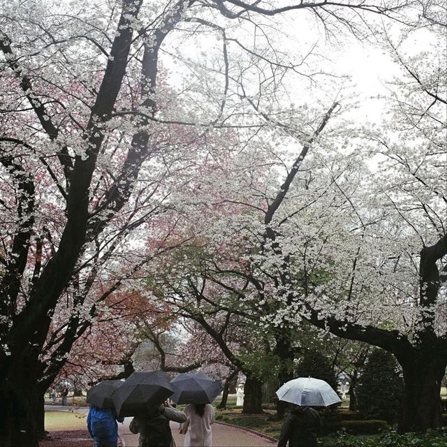 Cherry Blossom Bliss in the Heart of Tokyo