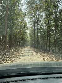 Drive to Twenty Thousand Lake (Bis Hazari Tal), Tikauli, Chitwan: A Wild Encounter