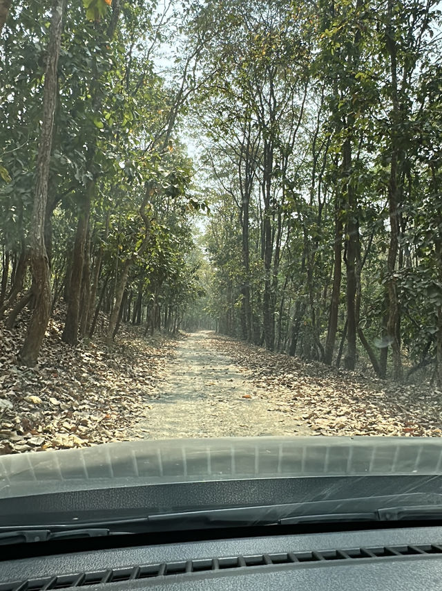 Drive to Twenty Thousand Lake (Bis Hazari Tal), Tikauli, Chitwan: A Wild Encounter
