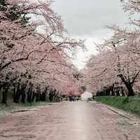 Sakura Dreams at Hirosaki Castle🌸 