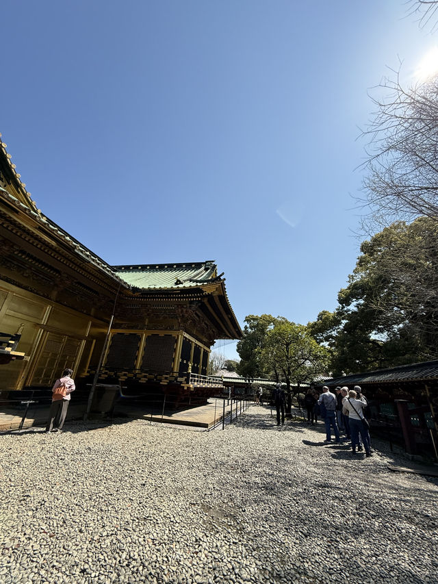 櫻花季in上野公園
