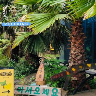 제주 유진팡 열대과일농장 방문