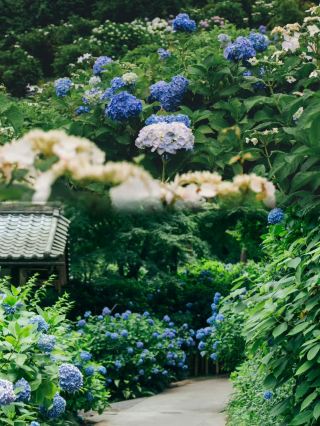 Suzhou's Hidden Hydrangea Wonderland 🌸🌿