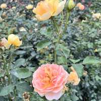 Shenzhen’s Hidden Gem: 人民公园 (People’s Park)
