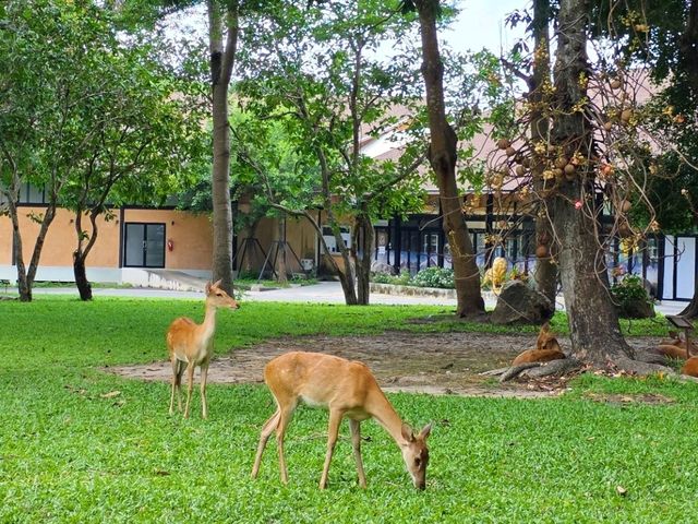 🌳 พาเที่ยวแบบเข้าป่า ที่สวนสัตว์เปิดเขาเขียว 🦒
