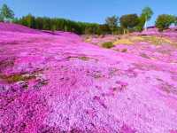 【北海道】日本最大級の芝桜の絨毯「芝ざくら滝上公園」