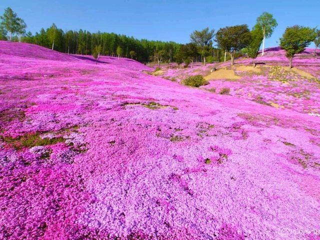 【北海道】日本最大級の芝桜の絨毯「芝ざくら滝上公園」