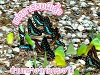 เทศกาลชมผีเสื้อที่บ้านกร่าง แก่งกระจาน🦋🦋