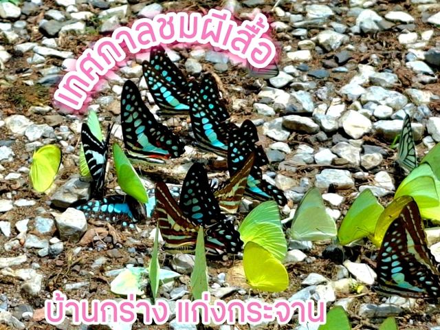 เทศกาลชมผีเสื้อที่บ้านกร่าง แก่งกระจาน🦋🦋