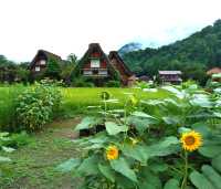 夏の白川郷で一泊