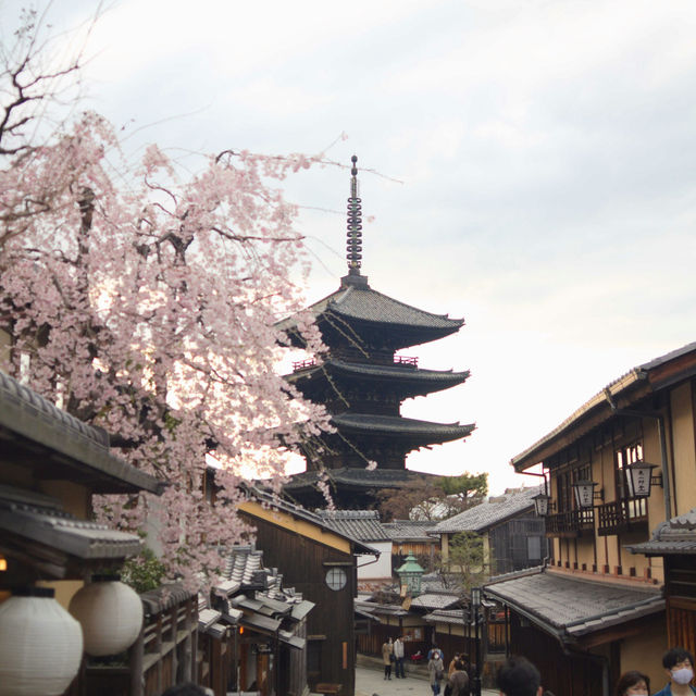Japan – Sakura Season in the Snow Belt