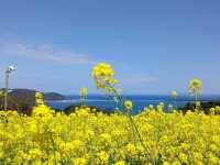 四季都有花的能古島海島公園🌺