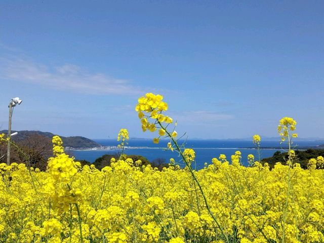 四季都有花的能古島海島公園🌺