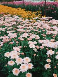 ตามหาทุ่งดอกไม้กลางหุบเขา 🌼