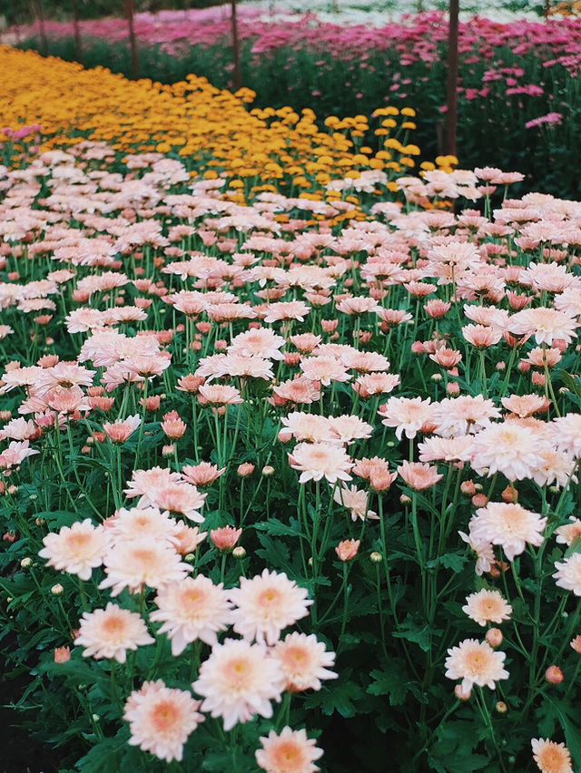 ตามหาทุ่งดอกไม้กลางหุบเขา 🌼