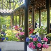 ～繡球花下～東莞人民公園～