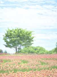 丘一面の春色パレット絶景に包まれる幸せな時間🌷🌼🌸※観光攻略情報付き