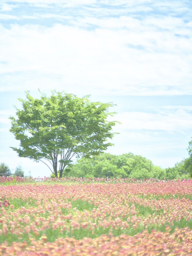 丘一面の春色パレット絶景に包まれる幸せな時間🌷🌼🌸※観光攻略情報付き