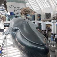 Natural History Museum, London