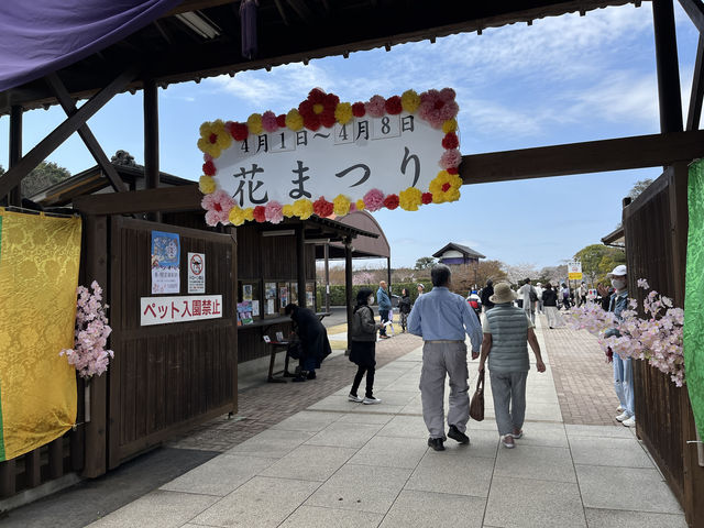 🌸【佛光與櫻影的交會】牛久大佛春日巡禮—一場身心靈共鳴的靜心旅行