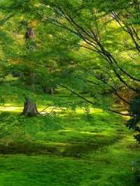 Sanzen-in – A Hidden Temple Garden in the Hills of Ohara