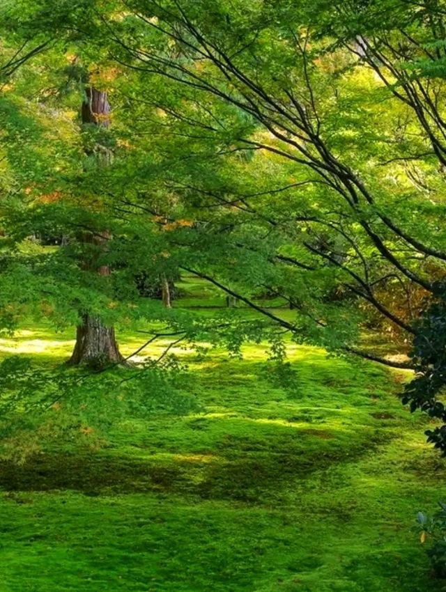 Sanzen-in – A Hidden Temple Garden in the Hills of Ohara