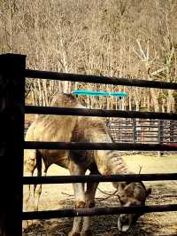 『ソウル動物園🐅』IN Korean🇰🇷
