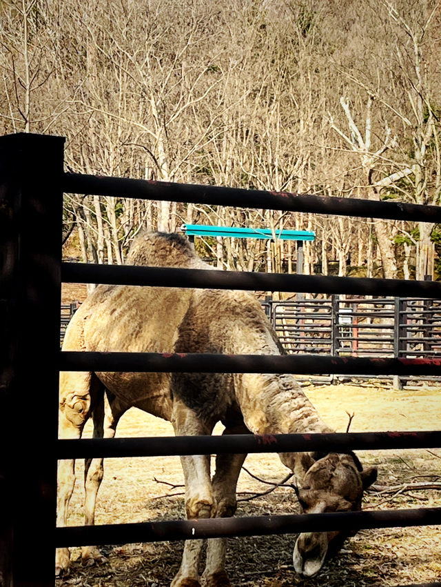 『ソウル動物園🐅』IN Korean🇰🇷