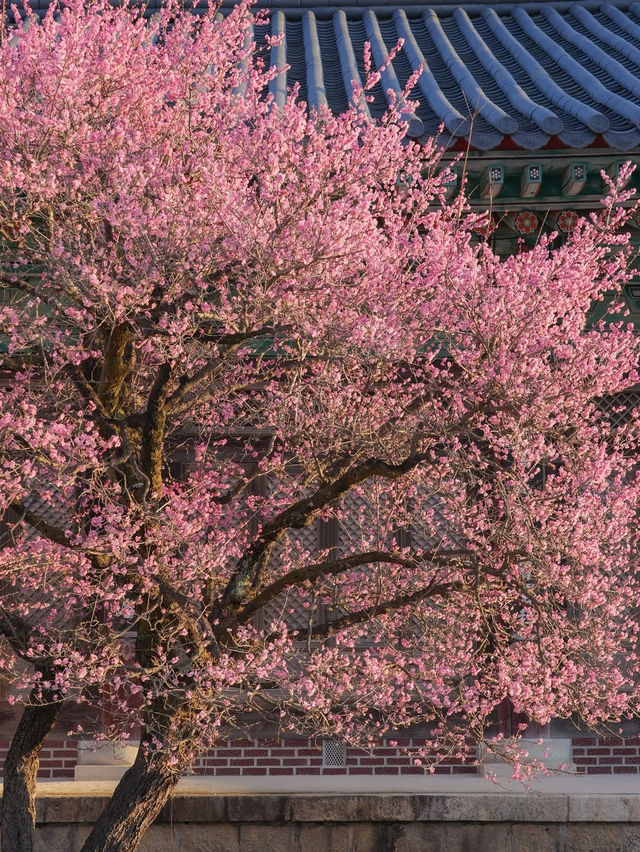 고즈넉한 아름다움 가득 풍기는 통도사 홍매화🌸
