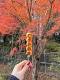 🚋【京都 嵐山】風ごと、景色ごと、心を運ぶ。「嵯峨野トロッコ列車」で五感の旅へ🍁🌿