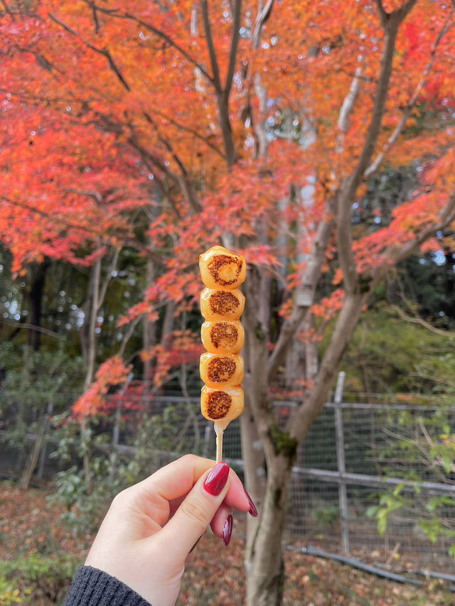 🚋【京都 嵐山】風ごと、景色ごと、心を運ぶ。「嵯峨野トロッコ列車」で五感の旅へ🍁🌿