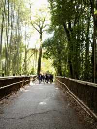 🚋【京都 嵐山】風ごと、景色ごと、心を運ぶ。「嵯峨野トロッコ列車」で五感の旅へ🍁🌿