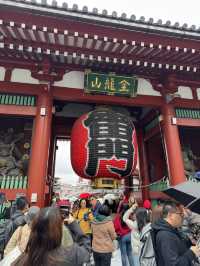 東京城市散步提案｜從淺草老街走到秋葉原的貓之午後