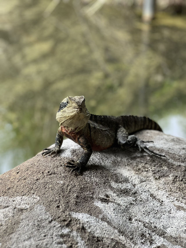🐾【Taronga Zoo Sydney 攻略｜港景第一排的動物園】🦒🌿