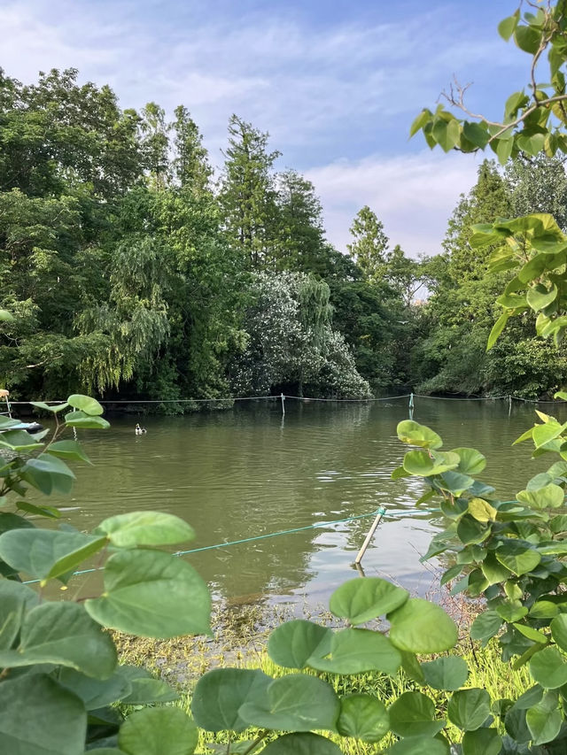 A Refreshing Green Escape – Daning Lingshi (Daning) Park, Shanghai