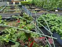 新都會廣場Metro Green必玩：有機蔬菜收割團