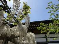 花開見佛-銚子妙福寺與來自京都的臥龍の藤