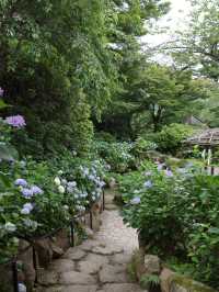 🙏【茨城・桜川市 雨引観音（雨引山楽法寺）】紫陽花に包まれるパワースポットで癒しとご利益の旅 