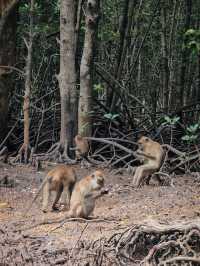 Into the Wild: Discover the Natural Wonders of Kilim Geoforest Park