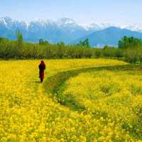 Phases of Kashmir